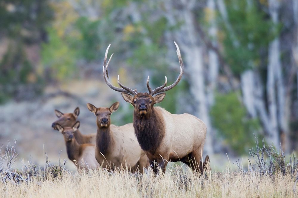 Rocky Mountain Bull Elk with Harem of Cows